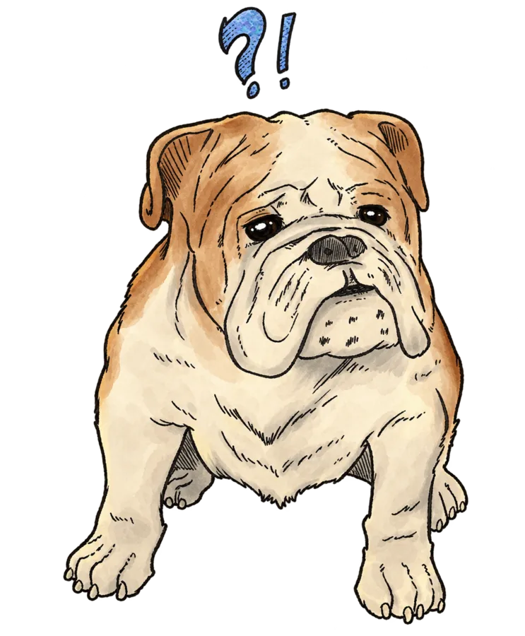 Bouledogue beige assis avec points d’interrogation